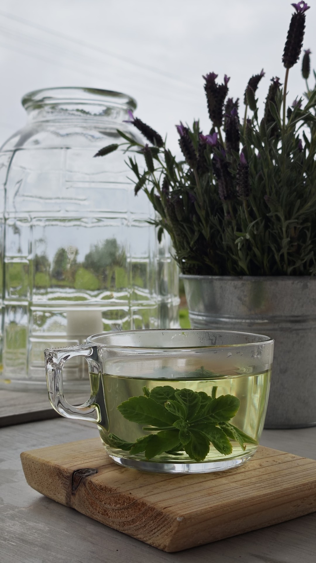 Jiaogulan Tea by OG Life Azores
